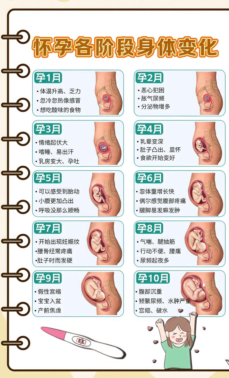 揭秘供卵代孕妈妈怀孕小腹分两节，孕期变化的奥秘克拉玛依代生机构: